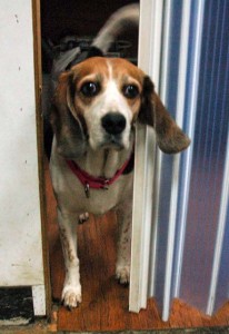 1380944434-3199684089