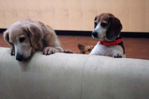 1380944533-849305221