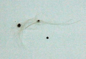 1380944559-1092145801