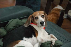 1380944575-3790116390