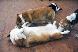 1380944576-1504379062