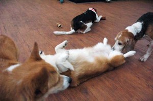 1380944577-1775893479