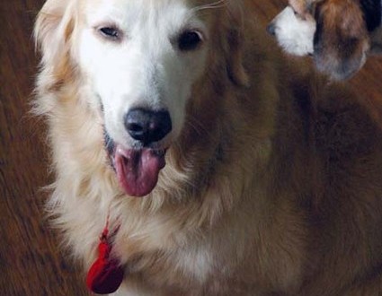 1380944593-3765688728