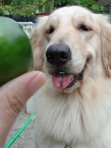 1380944724-1712740676