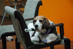 1380944727-3388828949