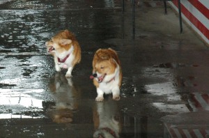 1380944854-2798511719