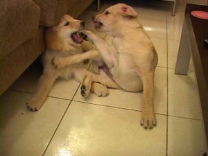 1380944898-2746476163