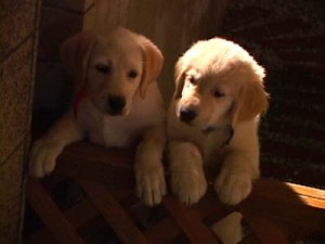 1380944898-2759594705