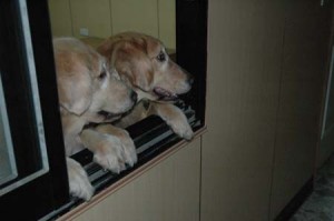 1380944919-1784907179