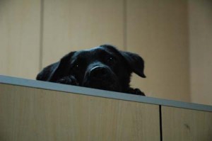 1380944961-2206209911