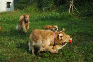 1380945002-1435602616