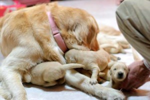 1380945003-1534390421