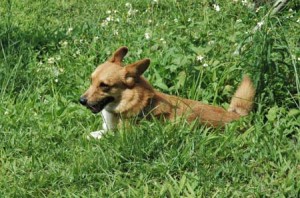 1380945003-4270984073 (1)