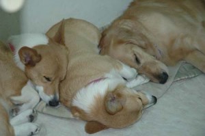 1380945018-2929561696