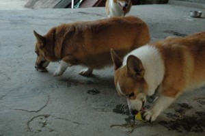 1380945026-4205476884