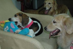 1380945054-1391323738