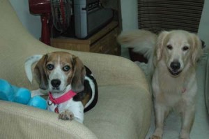 1380945056-2311479502