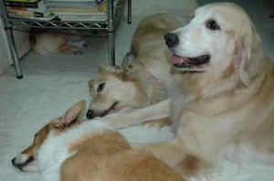 1380945069-1688335728