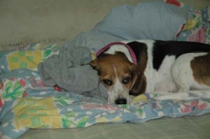 1380945097-3365361652