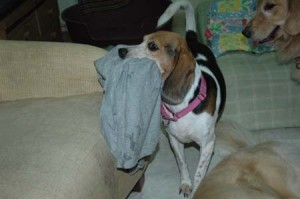 1380945098-3911383583