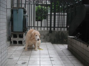 1380945109-1986436072