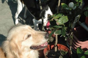 1380945117-3619706185