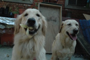 1380945118-2266272469