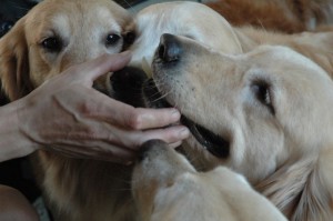 1380945119-2720150561