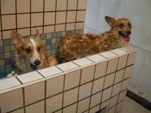 1380945120-1461582563