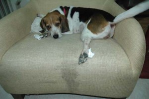 1380945129-3618288548