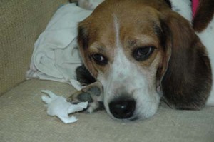 1380945131-2552004206