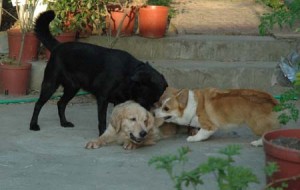 1380945143-3260977274