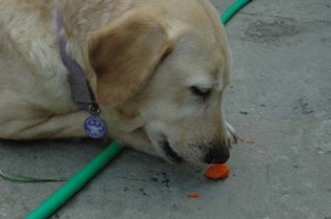 1380945162-1085946667