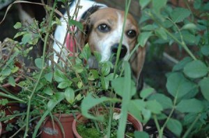 1380945172-1292051553