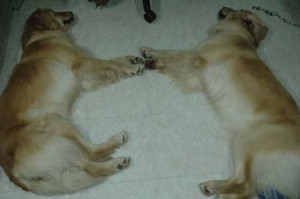 1380945177-1508674287