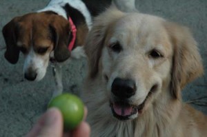 1380945193-2447949943