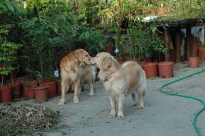 1380945196-2860719876