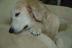 1380945196-3146311045