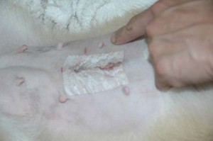 1380945203-945959623