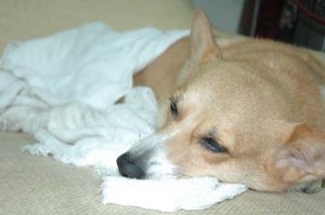 1380945206-3930294602