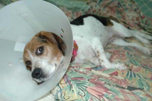 1380945210-1981944024