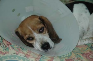 1380945210-3144334281