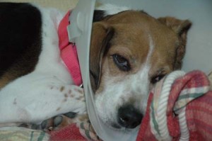 1380945213-3155377683