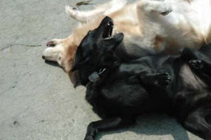 1380945218-720065098