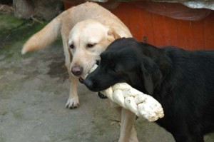 1380945223-2516581005