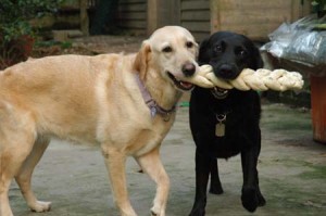 1380945223-2863128752