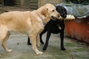 1380945224-1997286012