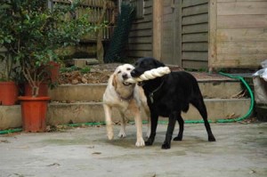 1380945224-981049168