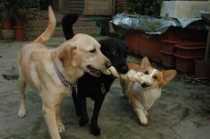 1380945225-3090264099