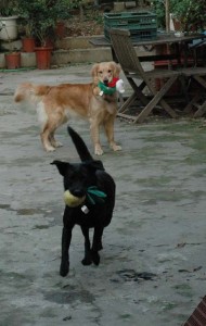 1380945258-1926361912